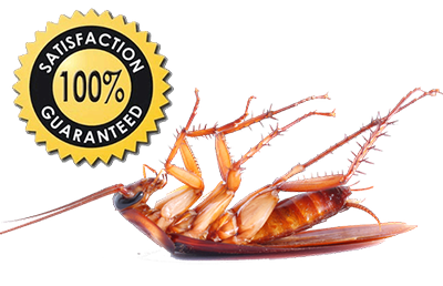Pest Control Services Provider In Indore At Home