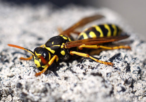Pest Control Services Provider In Indore At Home