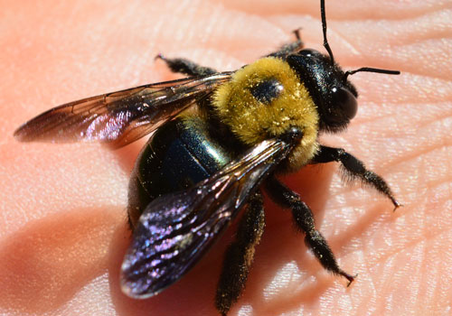 Pest Control Services Provider In Indore At Home
