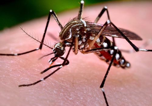 Pest Control Services Provider In Indore At Home