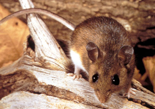 Pest Control Services Provider In Indore At Home