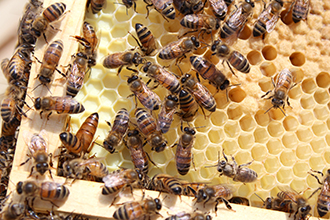 Pest Control Services Provider In Indore At Home