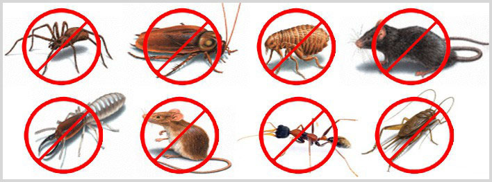 Pest Control Services Provider In Indore At Home